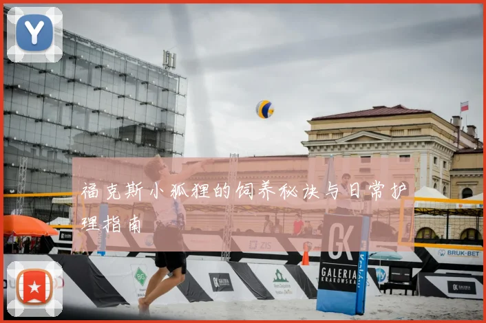 福克斯小狐狸的饲养秘诀与日常护理指南