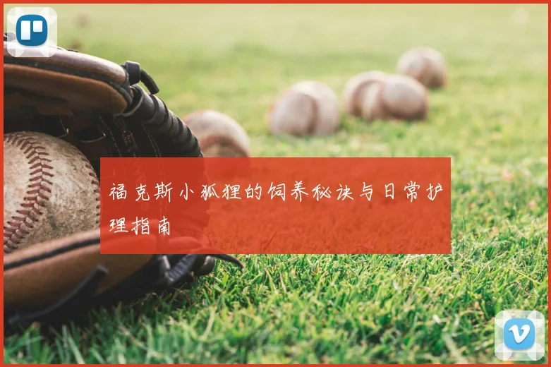 福克斯小狐狸的饲养秘诀与日常护理指南